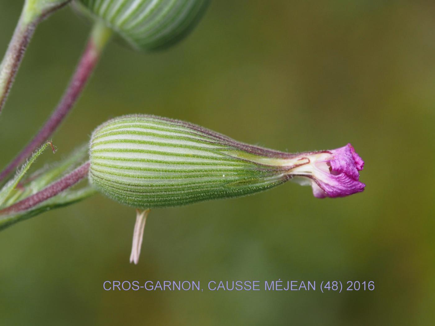 Catchfly, Sand fruit